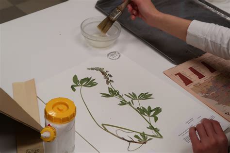 Mounting Herbarium Specimens