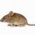 mouse animal png bird's eye view