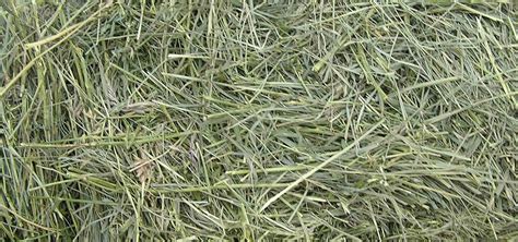 Mouse Bedding Hay