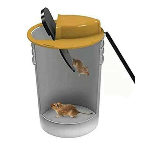 Mouse Bucket Lid Trap