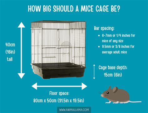 Mouse Cage Size Calculator