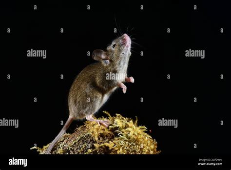 Mouse Climb Into Beds