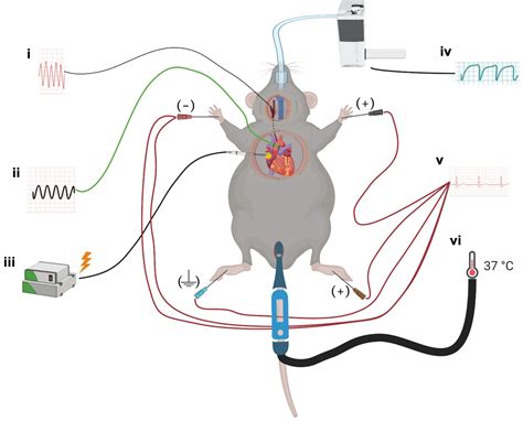 Mouse Heart Rate Under Anesthesia