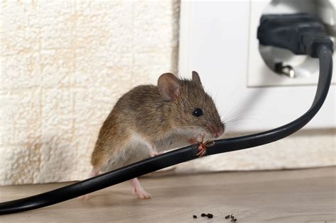 How do Mice Enter Houses: Education Article