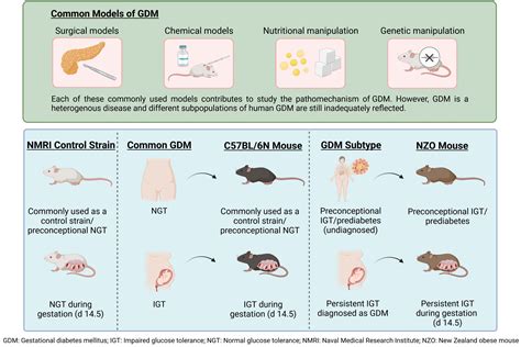 Mouse Model Diabetes Study