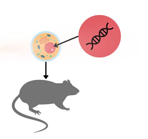 Mouse Model Examples