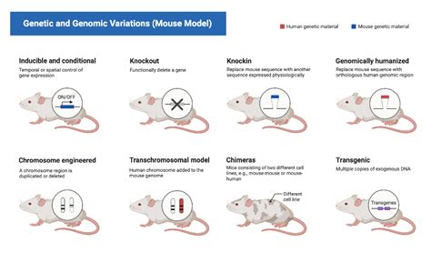 Mouse Model For Gene Mutation