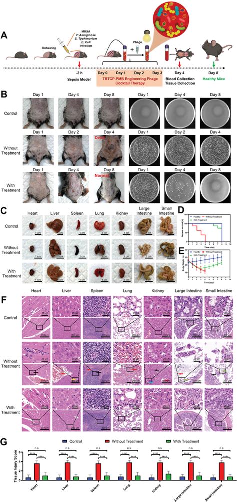 Mouse Model Of Sepsis