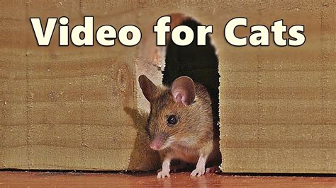 mouse videos for cats to watch
