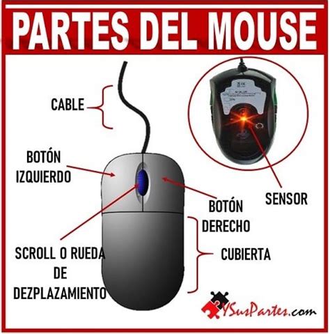 PARTES DEL MOUSE YouTube