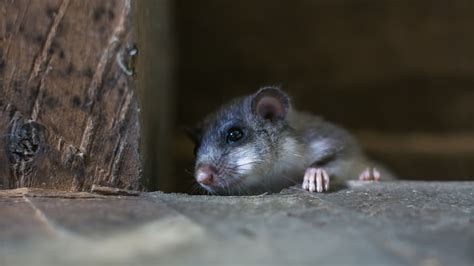 Rodents in the Attic