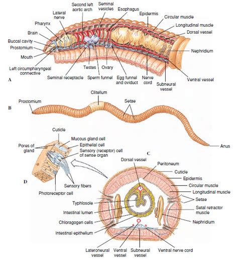 Mouth Cavity Function Earthworm