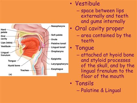 Mouth Vestibule Definition And Function