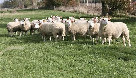 Moutons blancs du Suffolk photo stock. Image du ferme