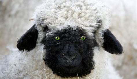 Mouton Blanc Tete Noire Debout En Fibre De Verre, Brebis Tête Basse