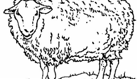 Coloriage Mouton 3 Coloriage Moutons Coloriages Animaux