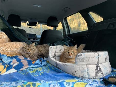 move across country with cats