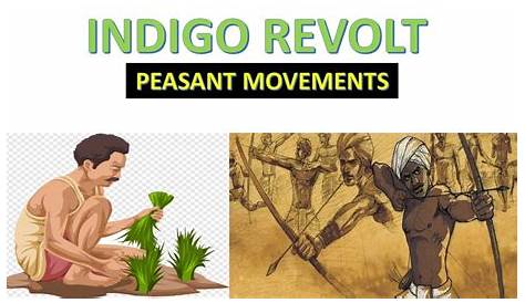 what is indigo revolt and what are the causes of indigo