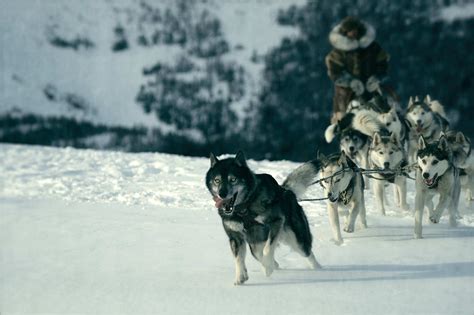 movie about togo the sled dog