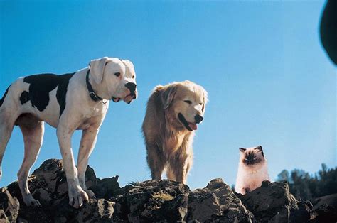 movie with 2 dogs and a cat