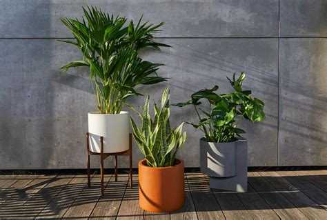 How To Move Indoor Plants Outside In The Summer (And Not Kill Them)