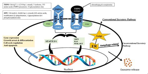 mpl gene stands for