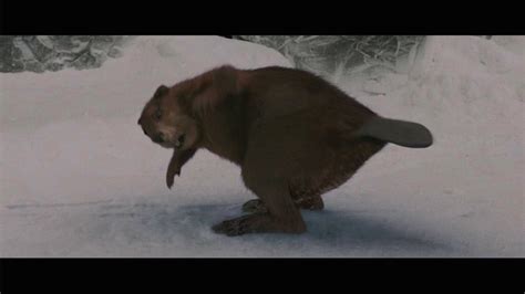 Photos Mr Beaver Checks In 12