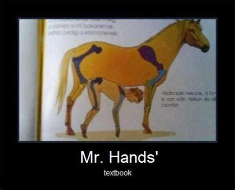 mr hands horse death
