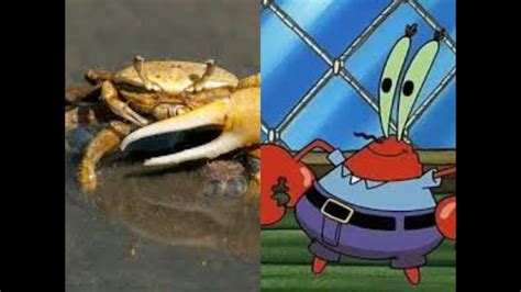mr krabs in real life