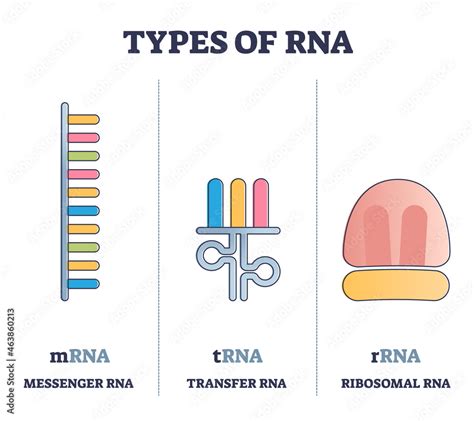 Fungsi mRNA, tRNA, dan rRNA: Mengungkap Misteri Regulasi Gen