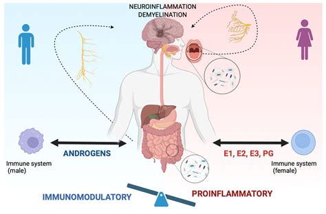 ms immune system colds