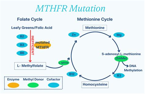 Uncovering the Hidden Risks: How the MTHFR Genetic Mutation Impacts Your Health