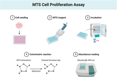 mtt cell proliferation protocol