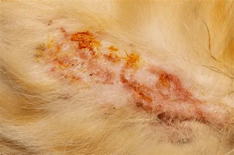 mucocutaneous pyoderma dog treatment