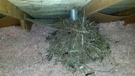 mud nests in attic