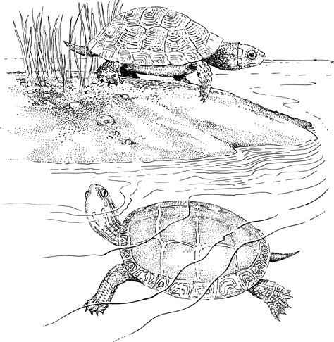 mud turtle coloring page