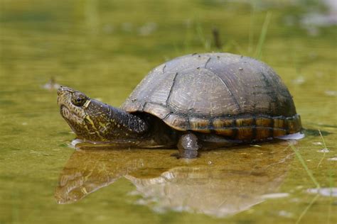 mud turtle tank size