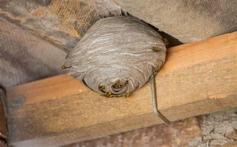 mud wasps in attic