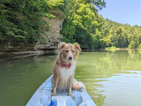 Muddy Mutts Dog Training