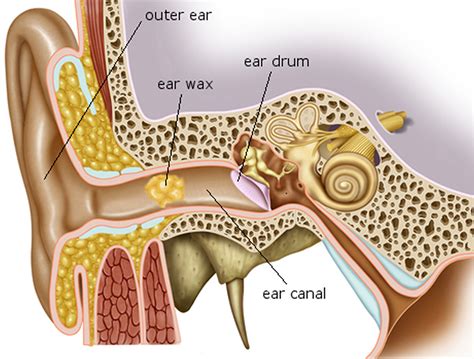 Muffled Ear Wax