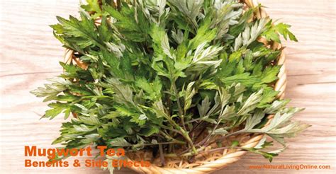 Mugwort Tea For Constipation
