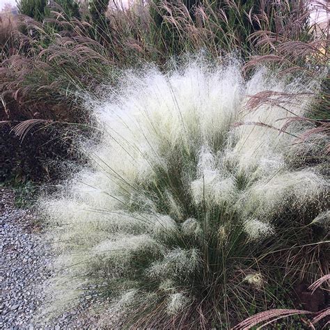 muhly grass white