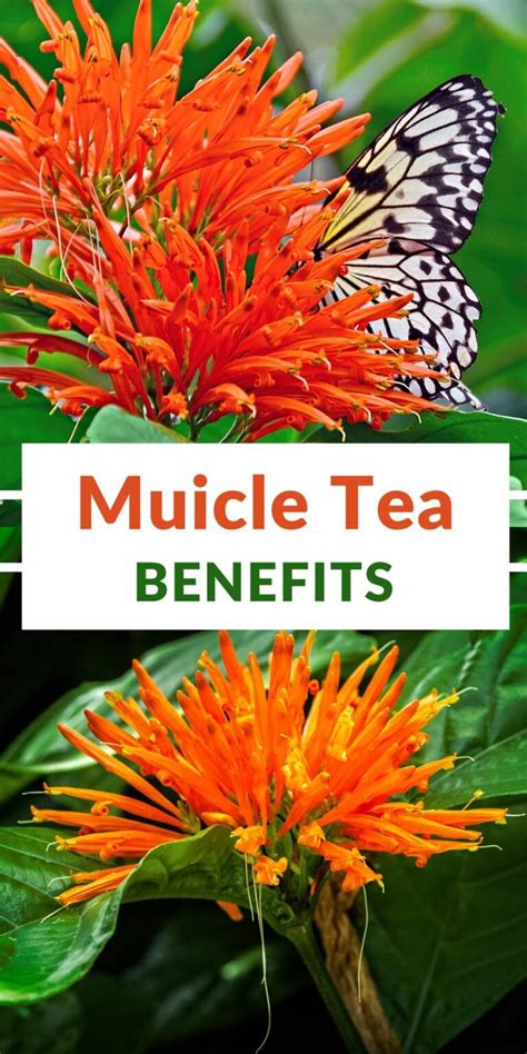 muicle tea side effects