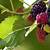 mulberry tree