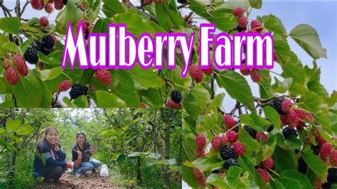 Mulberry Farms Llc