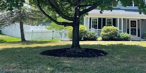 Mulch Around Trees Or Not