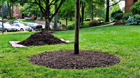 Mulch For Spruce Trees