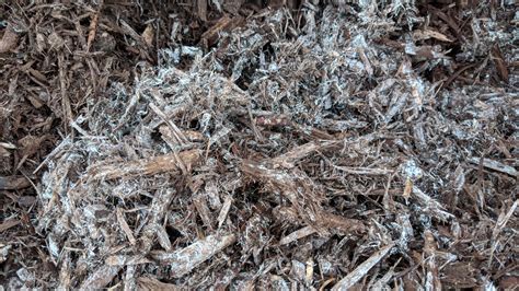 Mulch Has Mold