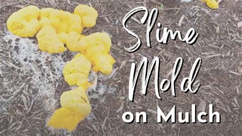 Mulch Kills Mold