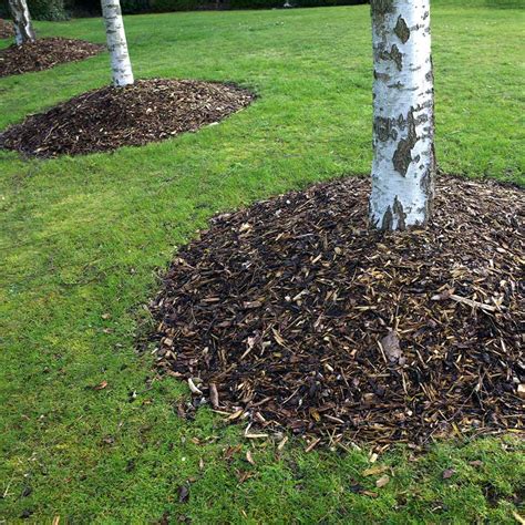 Mulch Layer Living Soil